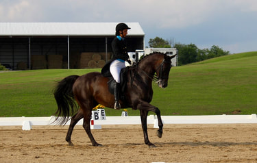 Rider, dressage